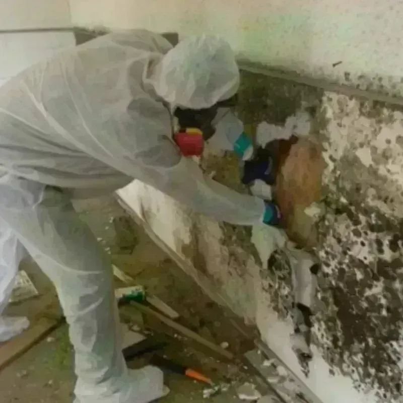 Mold Remediation and Removal in Tenino, WA